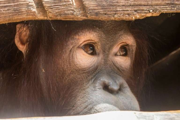 Joy the orangutan looking out from its cage after being rescued by environmentalists and local officials from villagers who had 