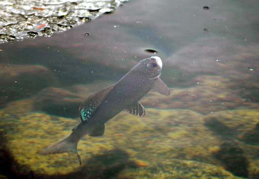 Judge told to consider protections for Montana grayling fish