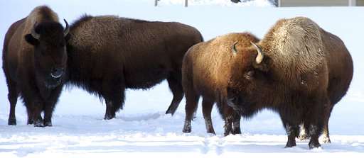Judge: US must reconsider Yellowstone bison protections