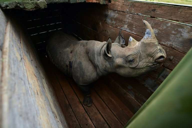 June 26: A female black rhino at Nairobi National Park awaits translocation to Tsavo East