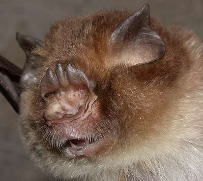 Just how blind are bats? Color vision gene study examines key sensory tradeoffs