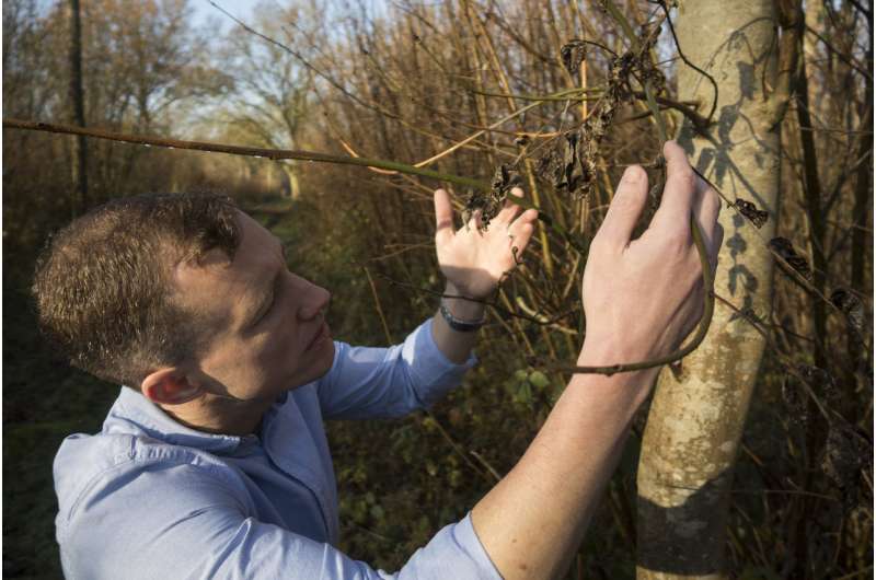 Just one more ash dieback spore could push European ash trees to the brink