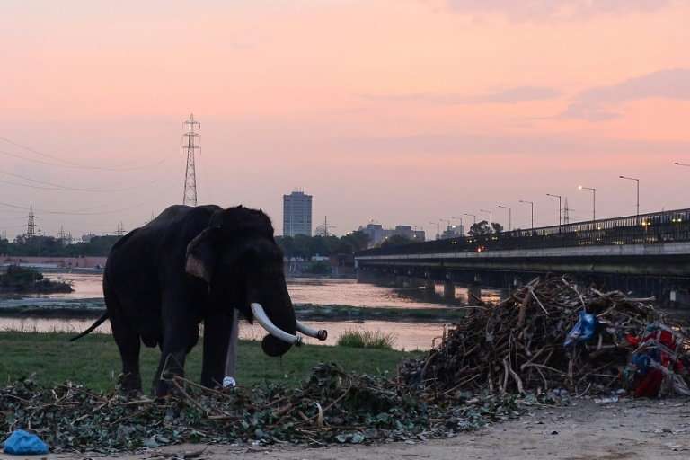 Kartick Satyanarayan, co-founder of Wildlife SOS, says the elephants have spent most of their lives in deplorable conditions and