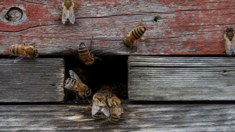 Keeping honeybees doesn't save bees – or the environment