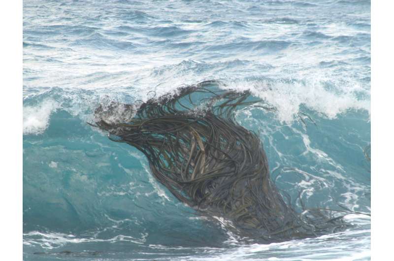 Kelp's record journey exposes Antarctic ecosystems to change