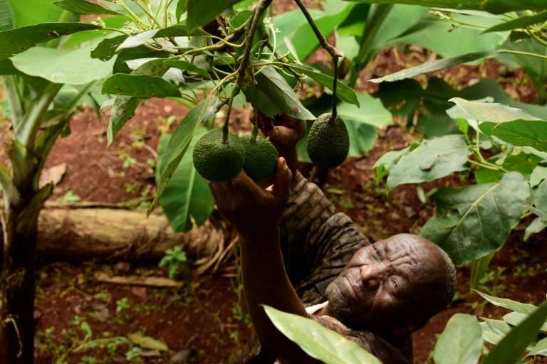 Kenyan farmers like Simon  Kimani hope to cash in on Europeans' taste for avocado toast