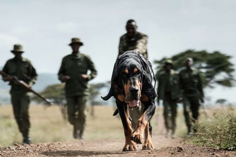 Kenyan ranger Maseto Sampei holds his bloodhound during a trace training session in the Mara Triangle