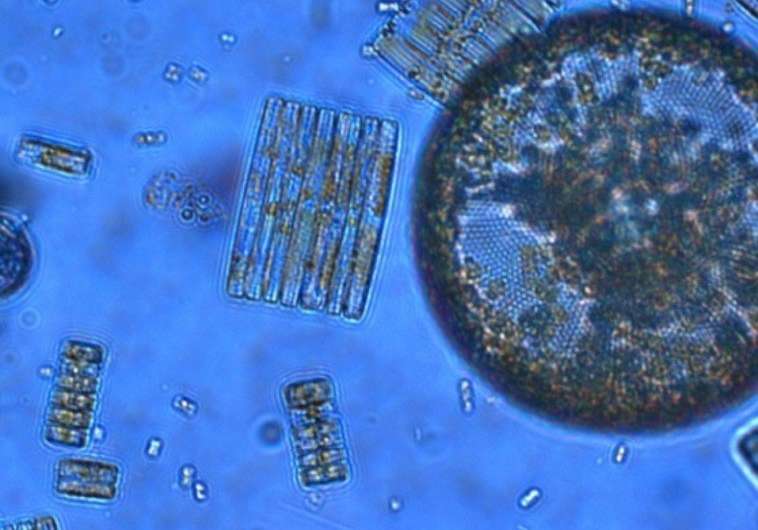 Key biological mechanism is disrupted by ocean acidification