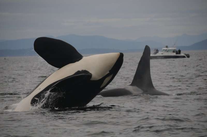 Killer whale genetics raise inbreeding questions