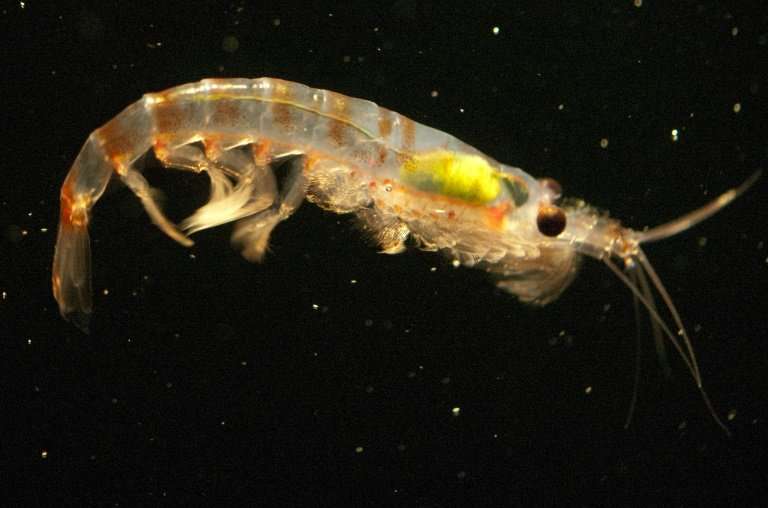 Krill are capable of digesting microplastics before excreting them back into the environment in an even smaller form