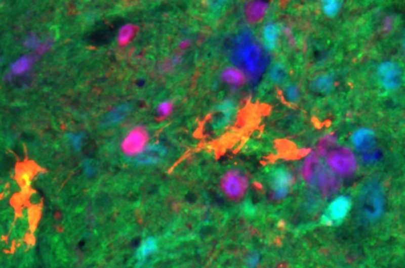 Lab-grown neurons improve breathing in mice after spinal cord injury
