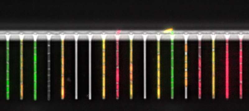 Lab-on-a-chip for tracking single bacterial cells