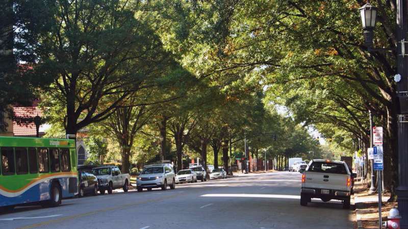 Lack of water is key stressor for urban trees