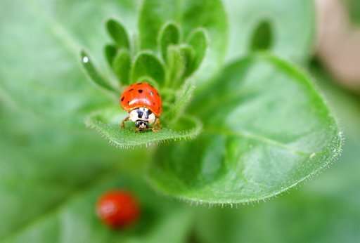 Ladybug, where have you gone? Aphid fighters tend to roam