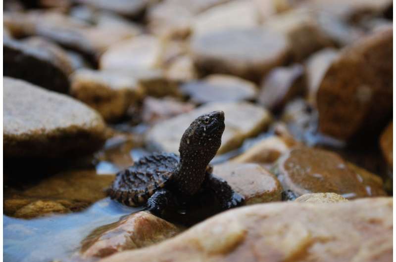 Land use and pollution shift female-to-male ratios in snapping turtles