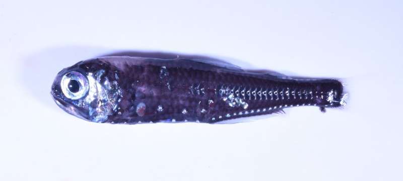 Lanternfish reveal how ocean warming impacts the twilight zone