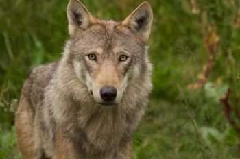 Large fenced reserves an effective way to bring wolves back to Scotland