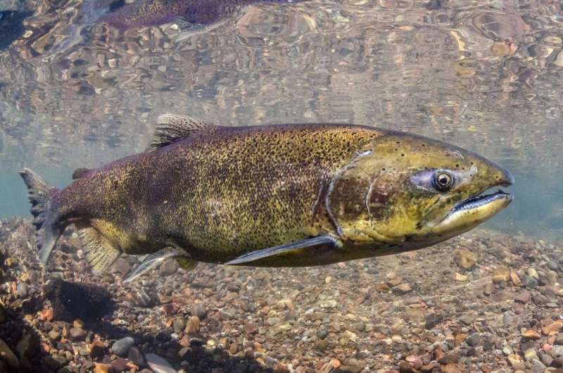 Largest Chinook salmon disappearing from West Coast