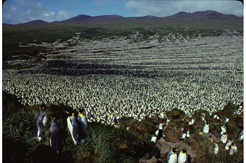 Largest king penguin colony has shrunk nearly 90%