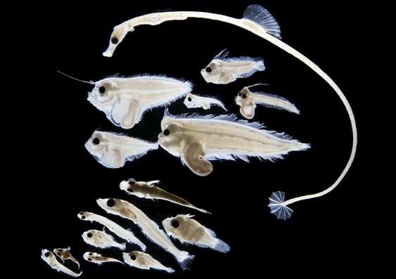 Larval fish database to show effects of climate change on fisheries