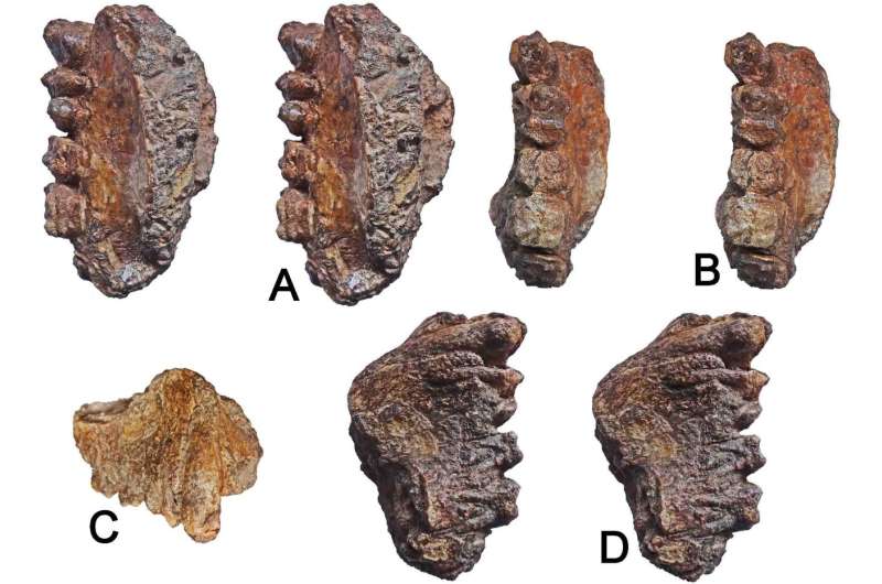 Late Miocene ape maxilla (upper jaw) discovered in western India