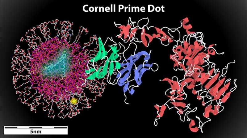 Latest Cornell dot features a new cancer weapon: Antibodies