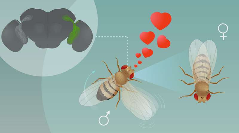 LC10 – the neuron that tracks fruit flies