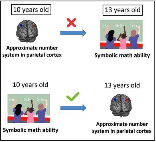 Learning arithmetic refines the primal brain system for representing quantity