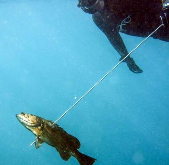 Lebanon's spearfishing instructor Rachid Zock says that, when treated properly, the sea's resources replenish themselves