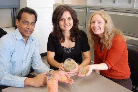 Lentils significantly reduce blood glucose levels, U of G study reveals