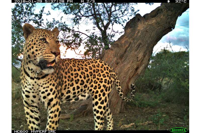 Leopard meals: Females go for diversity