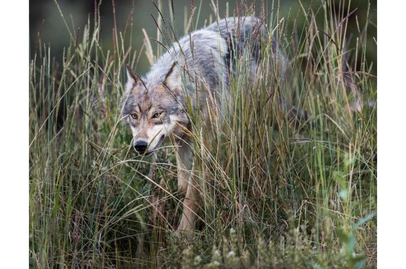 Lethal management of wolves in one place may make things worse nearby