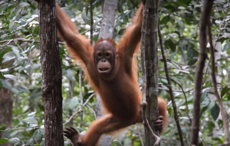 Let's count orangutan nests