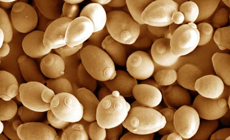 Let them eat xylose: Yeast engineered to grow efficiently on novel nutrients