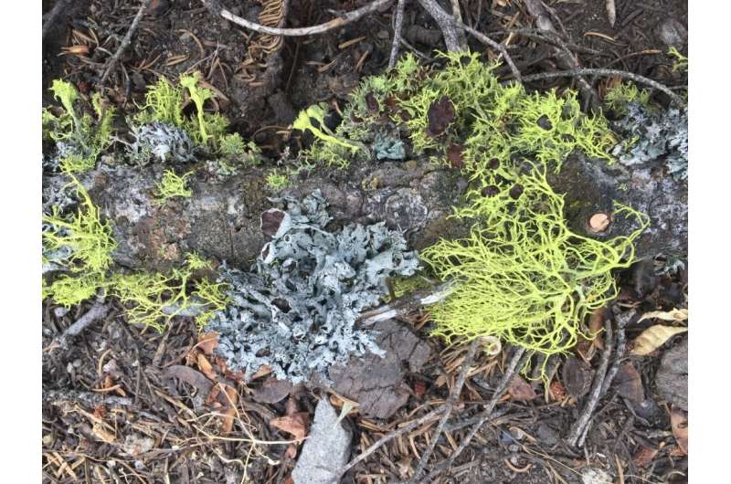 Lichen is losing to wildfire, years after flames are gone
