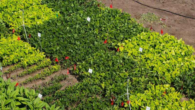 Lightening up soybean leaves may boost food supply