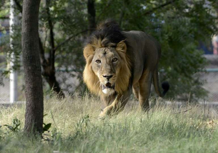 Listed as critically endangered in 2000, wild Asiatic lions reside only in one Indian forest