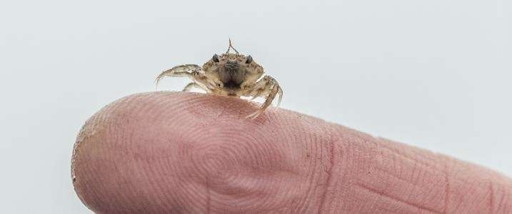 Little genetic difference among Dungeness crab from California to Washington
