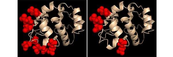 LJI investigators discover how protein pair controls cellular calcium signals
