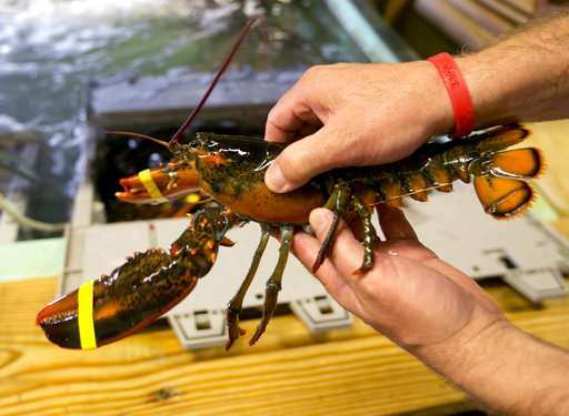 Lobster industry fears weaker shells, but evidence is mixed