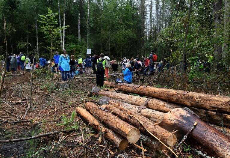 Logging in the Bialowieza Forest began in May 2016 but the European Commission took Poland to court last year arguing that it wa