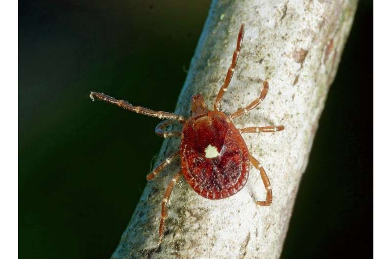 Lone star ticks not guilty in spread of Lyme disease