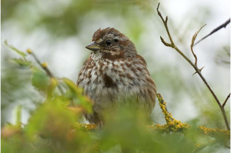 Long-term study reveals fluctuations in birds' nesting success