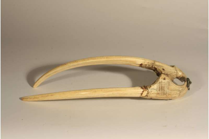 Lost Norse of Greenland fueled the medieval ivory trade, ancient walrus DNA suggests