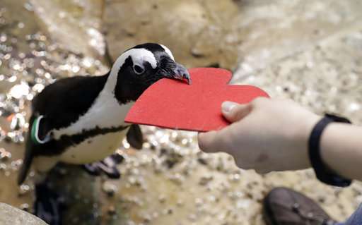 Love on the rocks: Penguins celebrating Valentine's Day