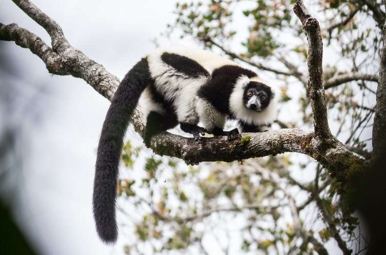 Madagascar: fear and violence making rainforest conservation more challenging than ever