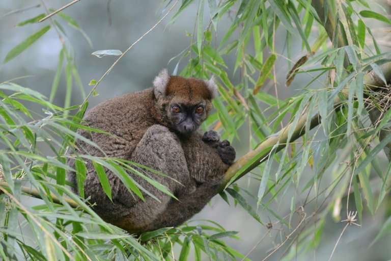 Madagascar's greater bamboo lemur was long thought to have been extinct until it was rediscovered in 1986