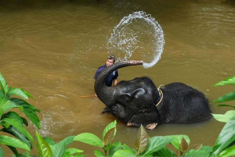 Mahouts care for a 26-strong group of endangered Asian elephants at the sanctuary