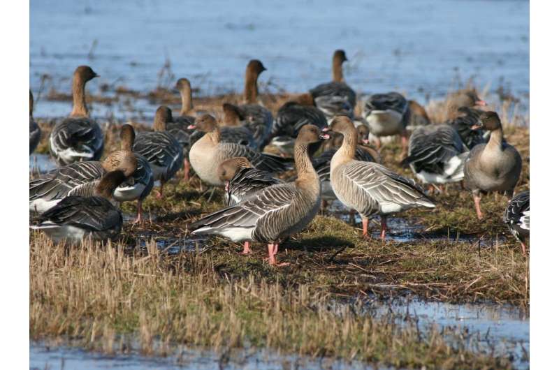 Maize fields entice geese to winter in Denmark