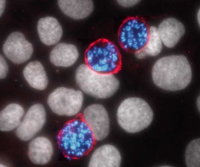Malaria-causing parasite manipulates liver cells to survive
